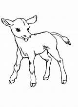 Cow Baby Coloring Pages Cows Realistic Drawing Kids Easy Color Cattle Animal Sketches Cute Outline Cliparts Drawings Colour Clipart Born sketch template