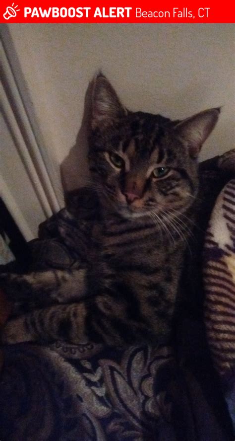 lost male cat in beacon falls ct 06403 named mischeif id