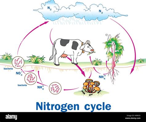 nitrogen cycle high resolution stock photography  images alamy
