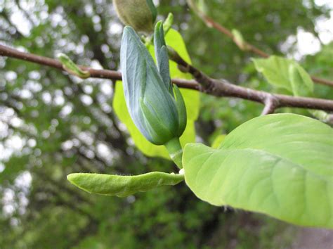 magnolia acuminata   plants   world  kew science
