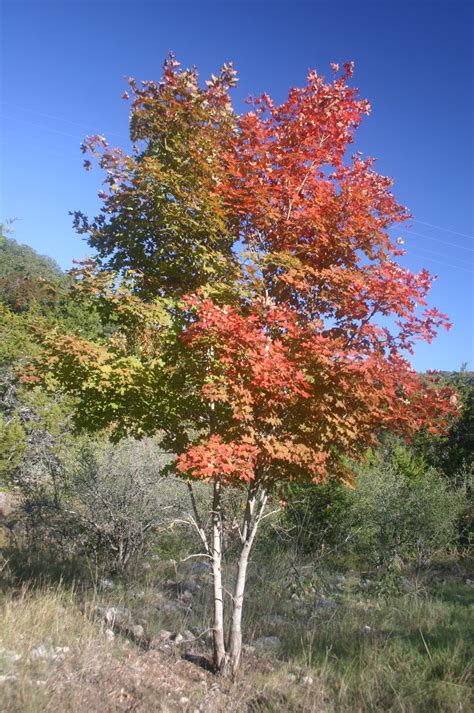 filebi colored maple treejpg wikimedia commons