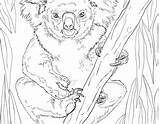 Coloring Realistic Pages Koala Wildlife Printable Kids Rare Color Print Getcolorings Getdrawings Coloringbay sketch template