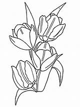 Coloring Tulip Pages Flower Tulips Printable Para Clipart Print Colouring Creative Flowers Color Adult Omalovánky Tulipanes Dibujos Colorear Tulipany Getdrawings sketch template