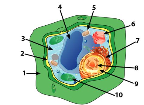 plant cell parts  functions interactive tutorial cell parts  functions plant cell
