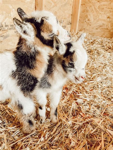 nigerian dwarf baby goats  glimmer  hope   farm twelve