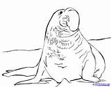 Leopard Seal Coloring Designlooter Pages 77kb 1500 sketch template