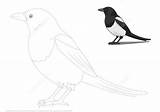 Magpie Dyeing sketch template