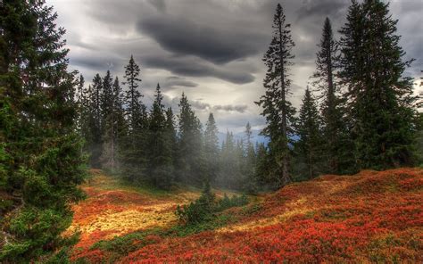 evergreens  autumn forest image abyss