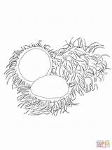 Rambutan Coloring Pages Fruits Printable Drawing Recommended Categories sketch template