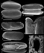 Afbeeldingsresultaten voor "paraspadella Moretonensis". Grootte: 154 x 185. Bron: www.researchgate.net