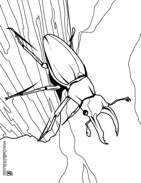 insect coloring pages    print