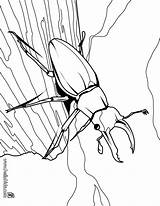 Coloring Pages Beetle Insect Stag Printable Designlooter Cartoon Animated 96kb sketch template