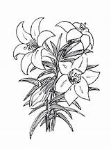 Easter Lily Clipart Lilies Cliparts Library Collection sketch template