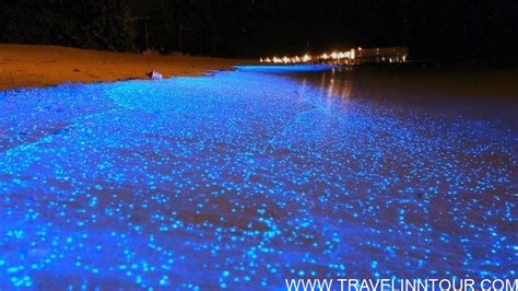 sea  stars maldives glowing beach  vaadhoo island travel inn