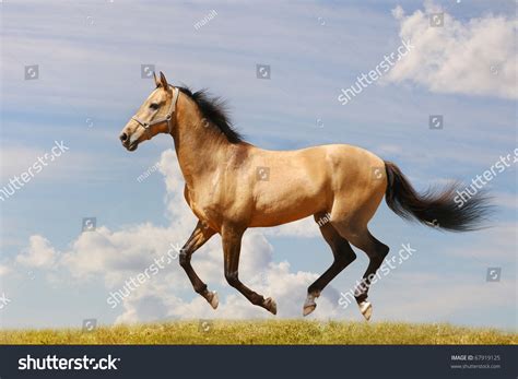 horse gallop stock photo  shutterstock