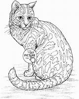 Coloring Pages Animal Cat Realistic sketch template