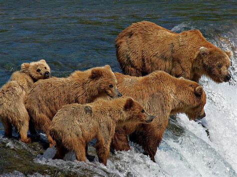 grizzly bear  biggest animals kingdom