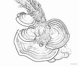 Fungi Drawing Bracket Fungus Drawings Getdrawings Paintingvalley sketch template