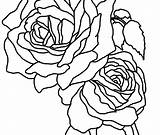 Coloring Pages Rose Printable Getdrawings sketch template