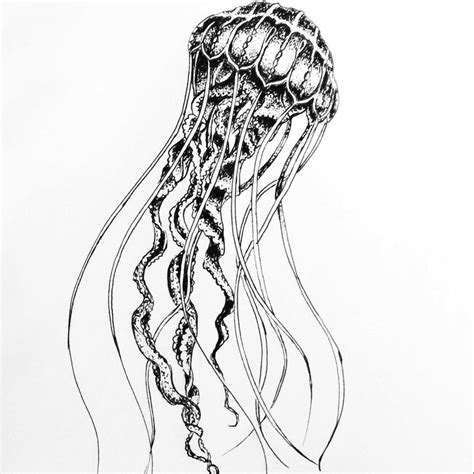 brilliant jellyfish sketch  annacolt  deviantart
