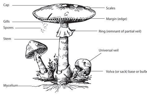 magic mushroom hunters anatomy   mushroom