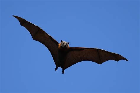 largest bats   world worldatlas