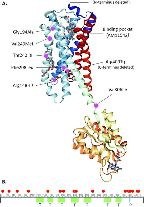 A Depiction Of The X Ray Crystal Structure Of The Type I Cannabinoid