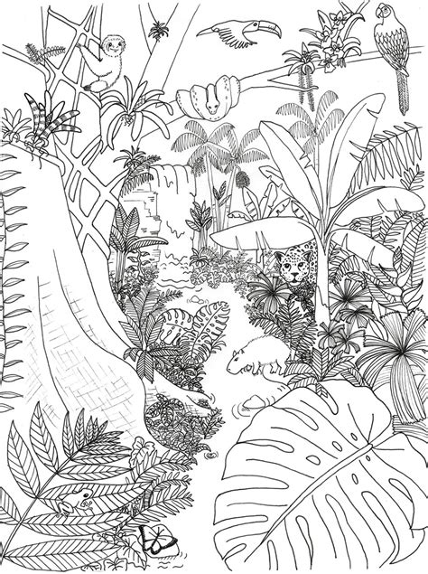 rainforest animals coloring