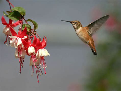 hummingbird wallpaper  computer wallpapersafari