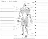 Muscle Anatomy System Muscular Diagram Unlabeled Body Human Muscles Cell Posterior Diagrams Physiology Blank Structure Skeleton Label Energy Bones Worksheets sketch template
