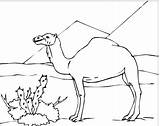 Desert Coloring Pages Camel Sahara Kids Drawing Camels Animal Animals Clipart Colouring Color Sphinx Clip Sketches Printable sketch template