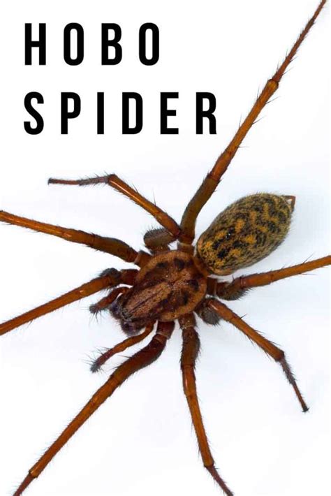 hobo spider  wolf spider     difference