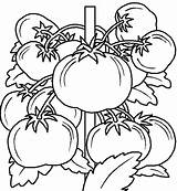Coloring Fruit Pages Tomatos Tomato Fruits Vegetables Vegetable Kids Sheets Embroidery Printable Fresh Tomatoes Designs Colour sketch template