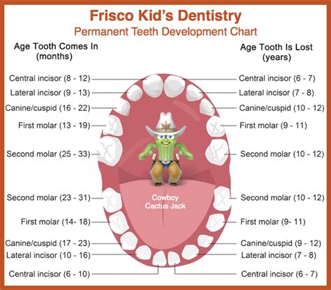 permanent tooth eruption  children lonestar kids dentistry