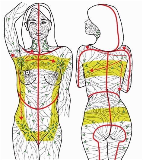 26 best images about lymphatic drainage on pinterest