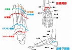 足の構造 に対する画像結果.サイズ: 142 x 98。ソース: kigyou-pt.hatenablog.jp