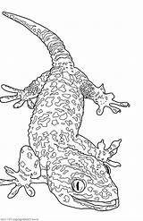 Coloring Gecko Lizard Leopard Giant Colouring Horned Frilled Drawing Printable Getcolorings Getdrawings Inspirational Colorin sketch template