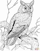 Owl Coloring Pages Eared Long Great Perched Printable Grey Owls Color Hawk Brown Bird Short Horned Designlooter Print Supercoloring Adult sketch template