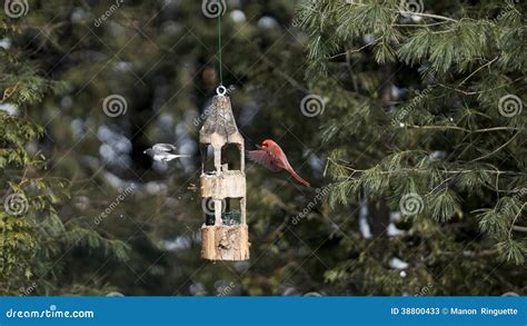 northern cardinal birdhouse plans