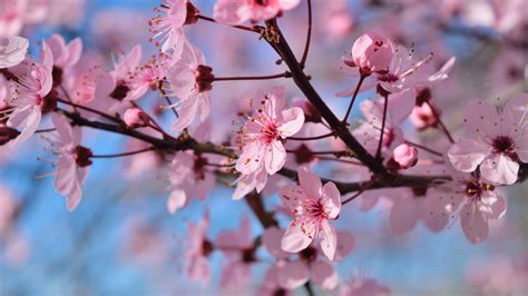 pink spring blossom season flowers  blue sky background  hd flowers