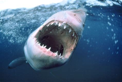 great white sharks making comeback  north american coast wwwkirotvcom