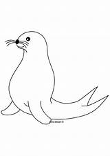 Seal Coloring Drawing Pages Sketch Animals Printable Drawings Pole Sea Zoo Fur Paintingvalley Coloringtop sketch template