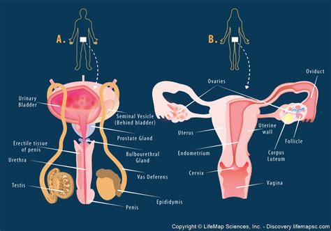 les organes reproductuers