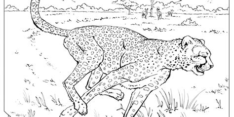 top  wild animal coloring pages  print merkantilaklubbenorg
