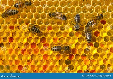 bijen binnen de bijenkorf bijen en bloemstuifmeel stock afbeelding image  bijen kolonie