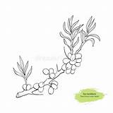 Buckthorn Branch sketch template
