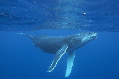 humpback whale whale dolphin conservation usa