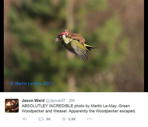 incredible photo shows a weasel riding a woodpecker