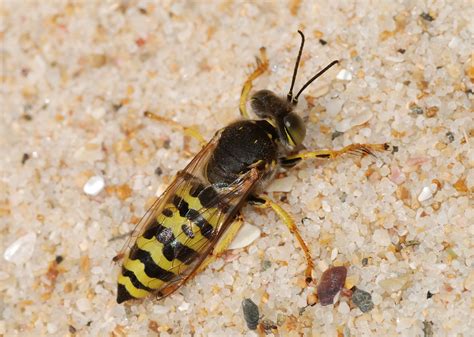 ground hornet identification submited images