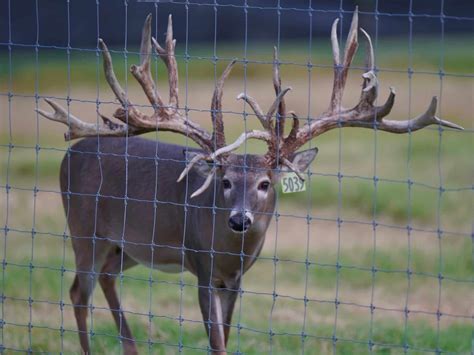 whitetailsroom   breeding pens   guys deer breeder